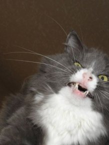 Cats Look Hilarious Right Before They Sneeze