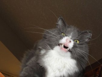Cats Look Hilarious Right Before They Sneeze