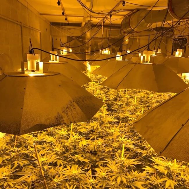 Authorities Find Massive Cannabis Farm In A Nuclear Bunker
