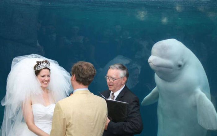 Beluga Whale Attends Wedding, Sparks Photoshop Battle