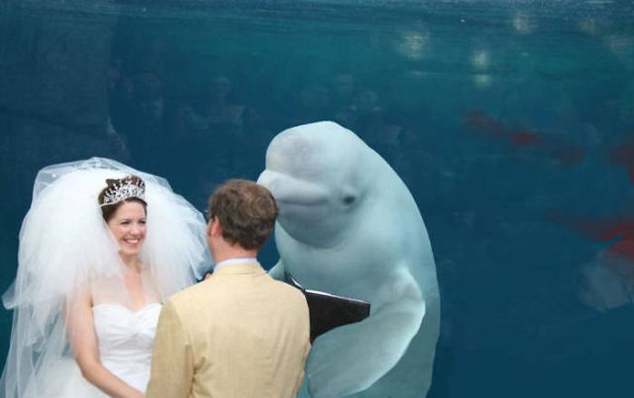Beluga Whale Attends Wedding, Sparks Photoshop Battle