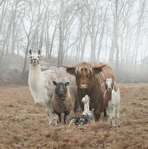 Animals Who Look Like They Belong On Album Covers