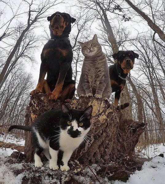 Animals Who Look Like They Belong On Album Covers