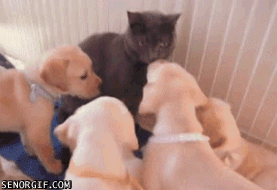 Daily GIFs Mix, part 881