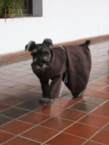 Homeless Dog Is Now A Monk In A Monastery