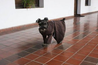 Homeless Dog Is Now A Monk In A Monastery