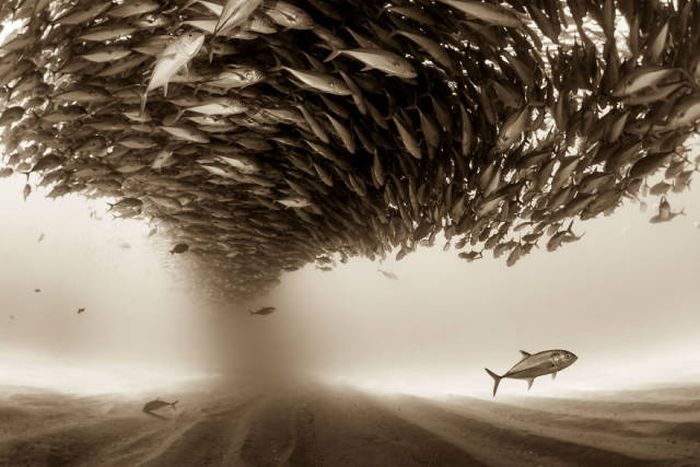 Stunning Photos From The Sony World Photography Awards