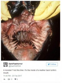 Pictures Of Animal Mouths That Are Absolutely Terrifying