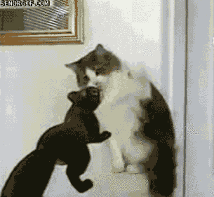Daily GIFs Mix, part 890