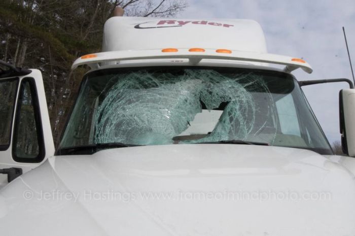 Turkey Goes Flying Through The Windshield Of A Truck
