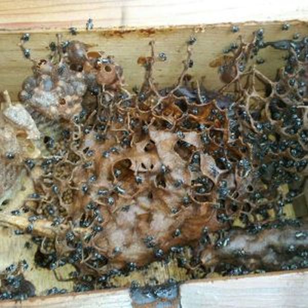 This Family Found Some Horrifying Things Growing On Their House