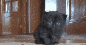 Daily GIFs Mix, part 895