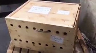 Mysterious Box At The Airport Finally Opened After 7 Days