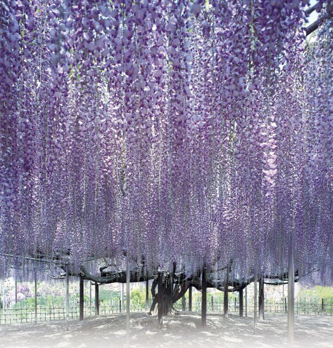 Why You Need To Hop On A Plane And Visit Japan's Wisteria Festival