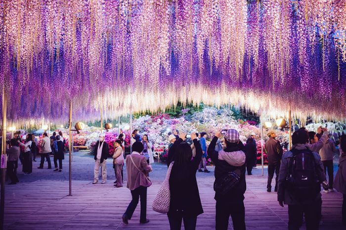 Why You Need To Hop On A Plane And Visit Japan's Wisteria Festival