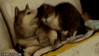Daily GIFs Mix, part 898