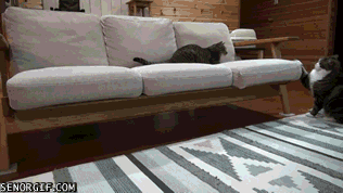 Daily GIFs Mix, part 898
