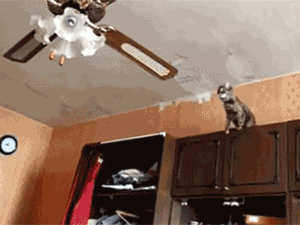 GIFs That Were Combined For Maximum Hilariousness