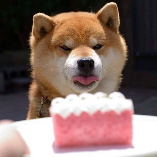 Ryuji Is The Most Adorable Shiba From Japan