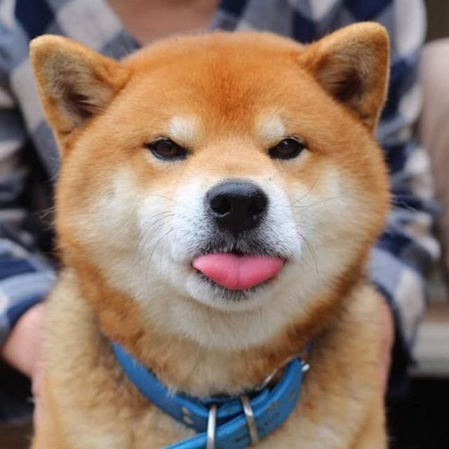 Ryuji Is The Most Adorable Shiba From Japan