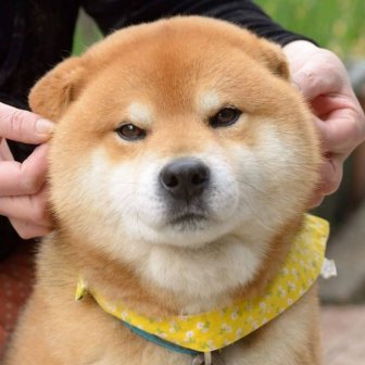 Ryuji Is The Most Adorable Shiba From Japan