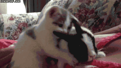 Daily GIFs Mix, part 904