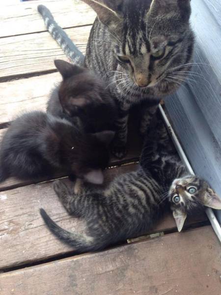 Mama Cat Shows Off Her Kittens After Father And Son Feed Her