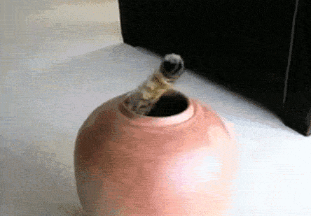 Reversed GIFs Are Unbelievably Entertaining