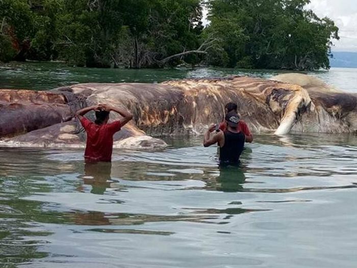 Giant Sea Creature Washes Up In Indonesia