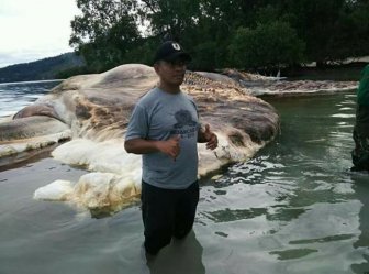 Giant Sea Creature Washes Up In Indonesia