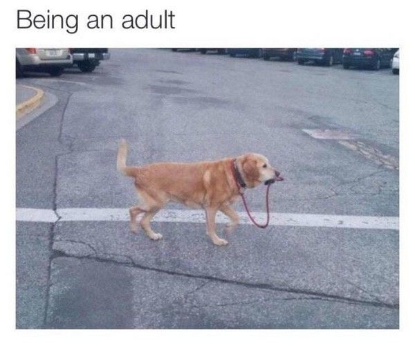 Being An Adult Is So Much Harder Than It Looks