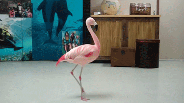 Daily GIFs Mix, part 918