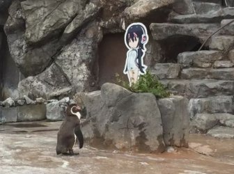 Penguin Falls In Love With An Anime Cutout After Getting Dumped