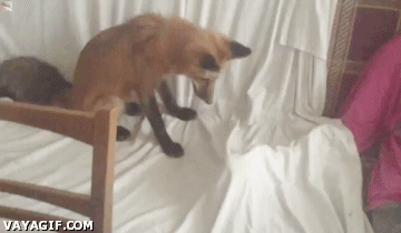 Daily GIFs Mix, part 920