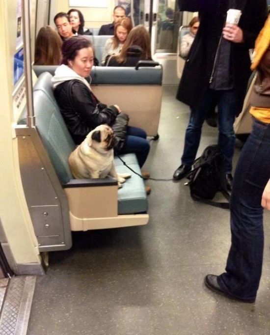 Weird Sights And Scenes From Public Transit