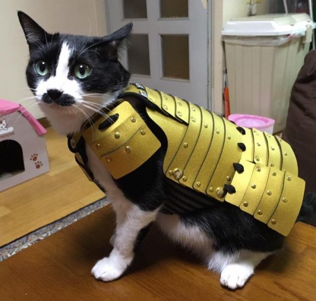A Company Has Created Samurai Armor For Pets