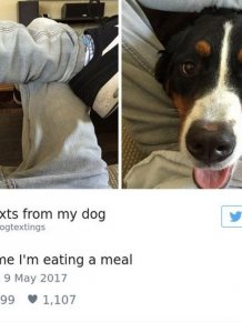 Hilarious Tweets About Dogs