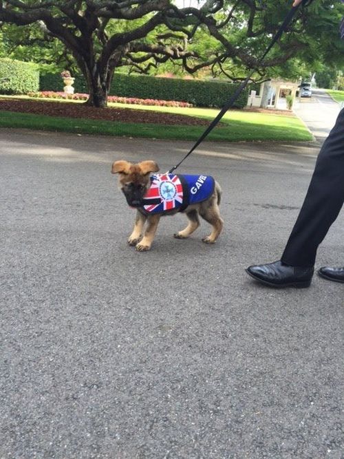 Police Dog Flunky Gets Vice Regal Dog Job