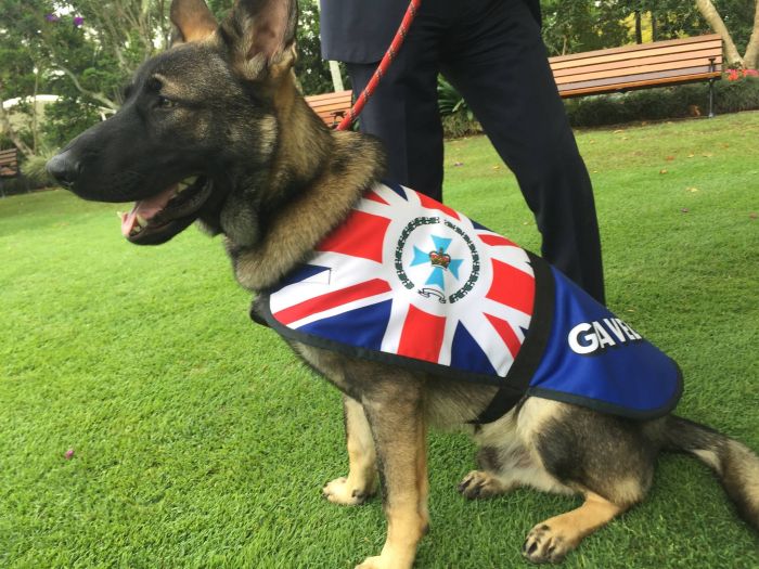 Police Dog Flunky Gets Vice Regal Dog Job
