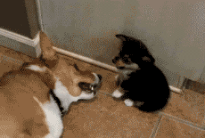 Daily GIFs Mix, part 931