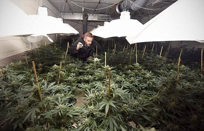 Multimillion Dollar Cannabis Factory Discovered In Nuclear Bunker