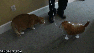 Daily GIFs Mix, part 933