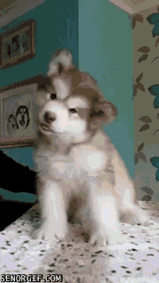 Daily GIFs Mix, part 934