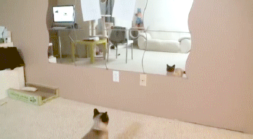 Daily GIFs Mix, part 934