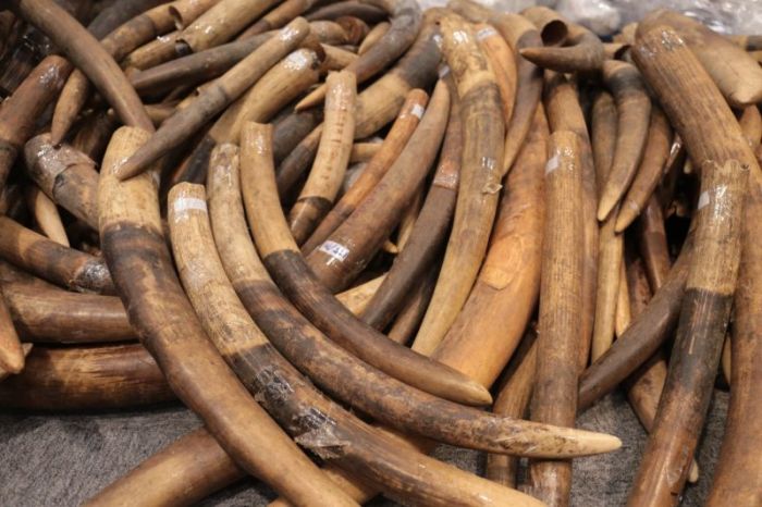 Chinese Customs Officers Confiscate 7 Tons Of Contraband Ivory