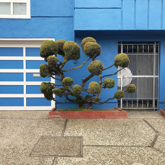The Unique Trees Of San Francisco