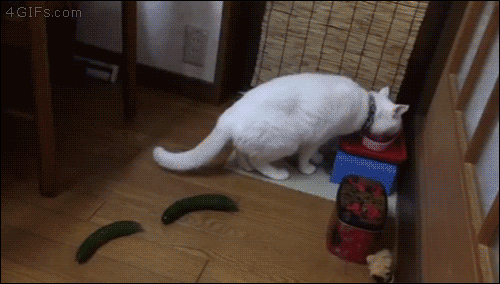 Daily GIFs Mix, part 945