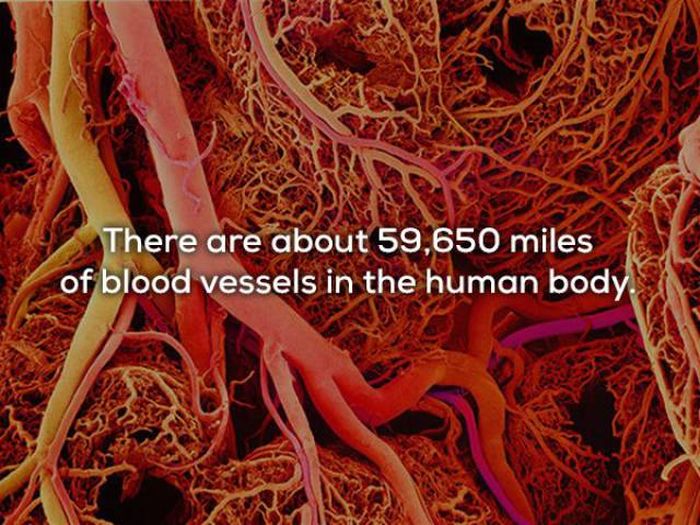 Fascinating Facts About The Human Body