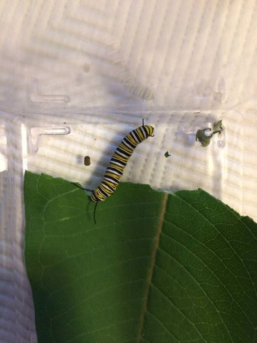 Journey Of A Monarch Butterfly From Egg To Butterfly