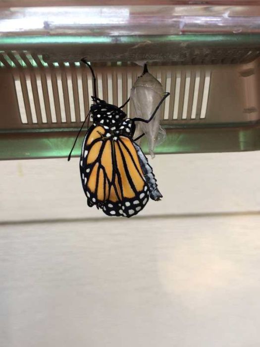 Journey Of A Monarch Butterfly From Egg To Butterfly